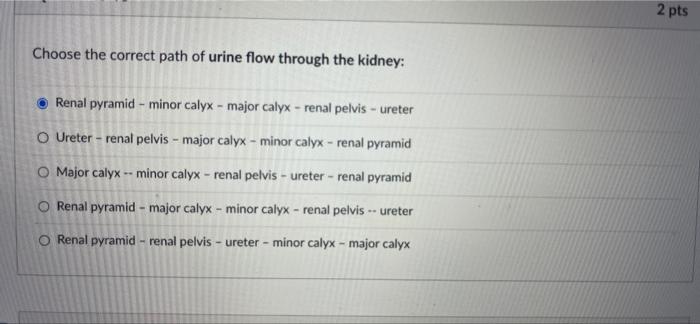Question 34 Simple Columnar Cells Are The Most Frequent Cell Type In This Layer Of The Digestive Tract O Lumen Muscular 6