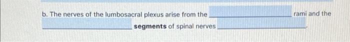 Rami And The B The Nerves Of The Lumbosacral Plexus Arise From The Segments Of Spinal Nerves 1