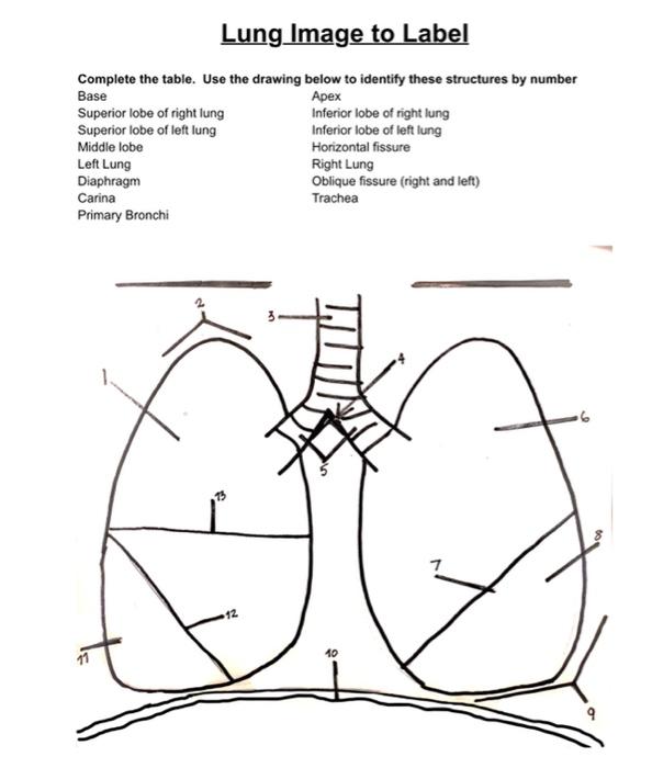 Lung Image To Label Complete The Table Use The Drawing Below To Identify These Structures By Number Base Apex Superior 1