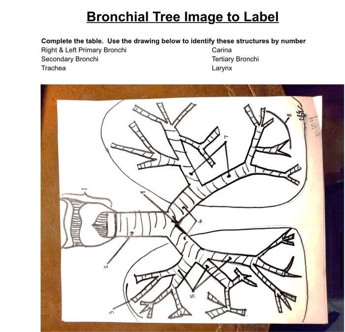 Bronchial Tree Image To Label Complete The Table Use The Drawing Below To Identify These Structures By Number Right L 1