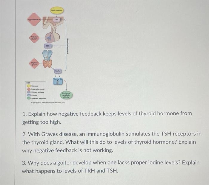 Ptypothalamus A Pullary Thyroid Gland Key 00500 Grating An Tsh Tan Trh Te Ti Tango Ta Negative Feedback Bystric Metabel 1