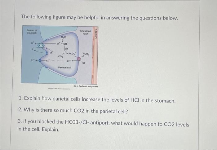 The Following Figure May Be Helpful In Answering The Questions Below Lumen Of Stomach Interstitial Muid H O H Oh Hco 1