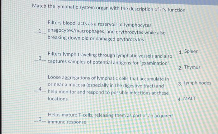 Match The Lymphatic System Organ With The Description Of It S Function 1 Filters Blood Acts As A Reservoir Of Lymphocyt 1