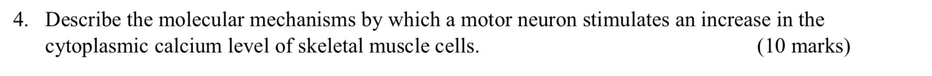 4 Describe The Molecular Mechanisms By Which A Motor Neuron Stimulates An Increase In The Cytoplasmic Calcium Level Of 1
