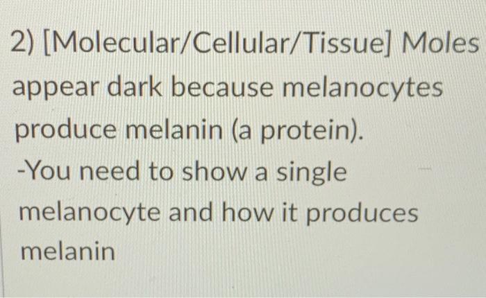 1 Tissue Gross Anatomy Normal Moles Form From Overactive Melanocytes In The Stratum Basale These Cells Undergo Mito 2