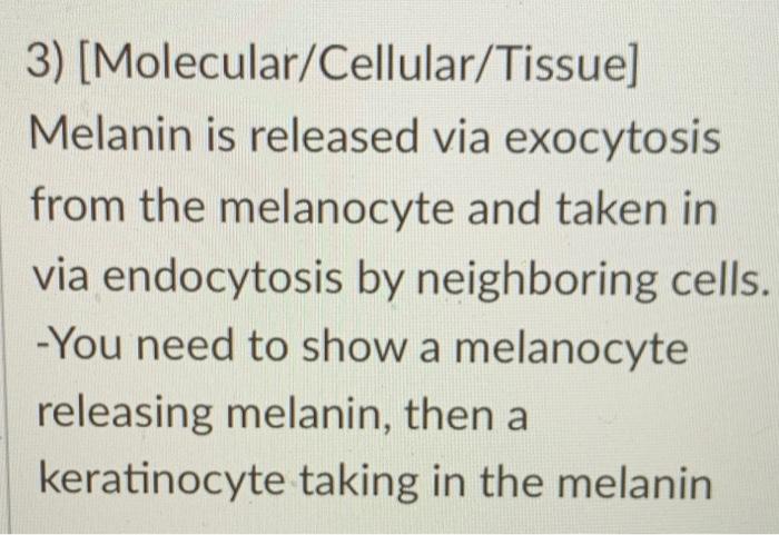 1 Tissue Gross Anatomy Normal Moles Form From Overactive Melanocytes In The Stratum Basale These Cells Undergo Mito 3