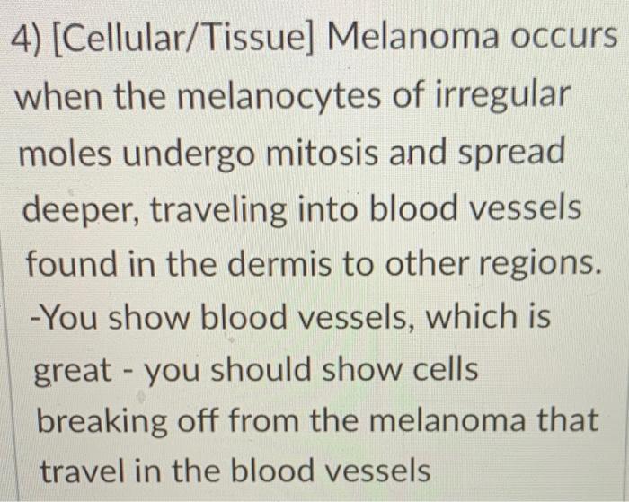 1 Tissue Gross Anatomy Normal Moles Form From Overactive Melanocytes In The Stratum Basale These Cells Undergo Mito 4