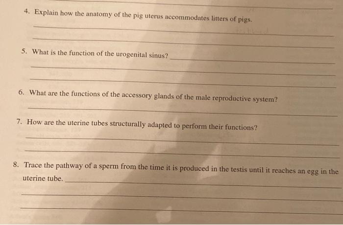 4 Explain How The Anatomy Of The Pig Uterus Accommodates Litters Of Pigs 5 What Is The Function Of The Urogenital Sin 1