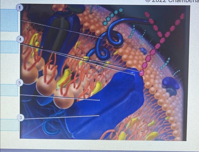 Cytoskeleton Arrange The Following In Order From Smallest Size Top To Largest Size Bottom Microfilament Intermediat 2