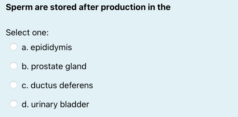 Sperm Are Stored After Production In The Select One A Epididymis B Prostate Gland C Ductus Deferens D Urinary Bladd 1