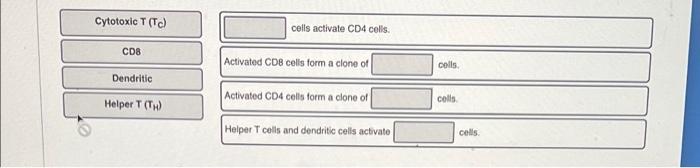 Cytotoxic T Tc Cd8 Dendritic Helper T Th Cells Activate Cd4 Cells Activated Cdb Cells Form A Clone Of Activated Cd4 1