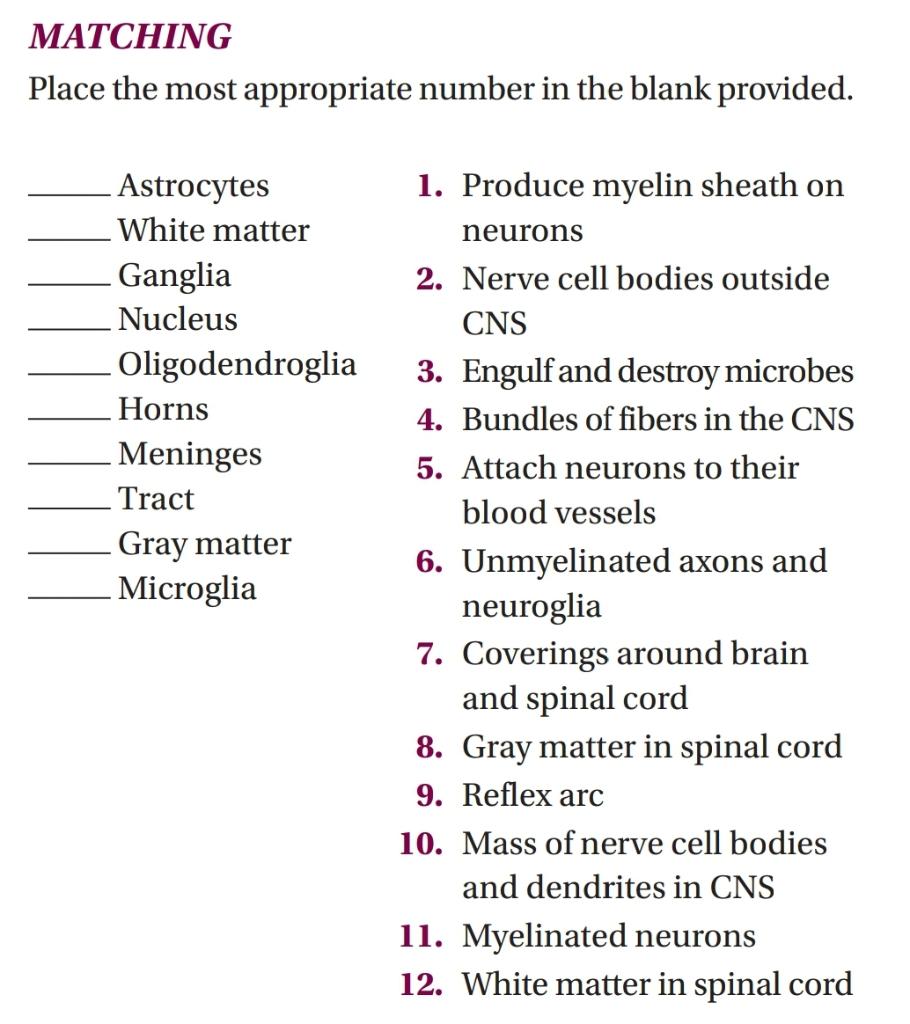 Matching Place The Most Appropriate Number In The Blank Provided 1 Produce Myelin Sheath On Astrocytes White Matter Ne 1