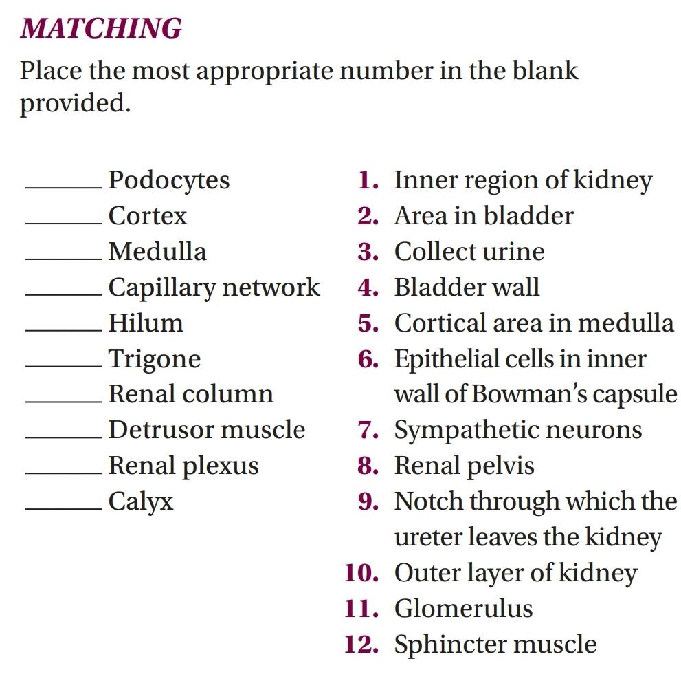 Matching Place The Most Appropriate Number In The Blank Provided Podocytes Cortex Medulla Capillary Network Hilum Trigo 1