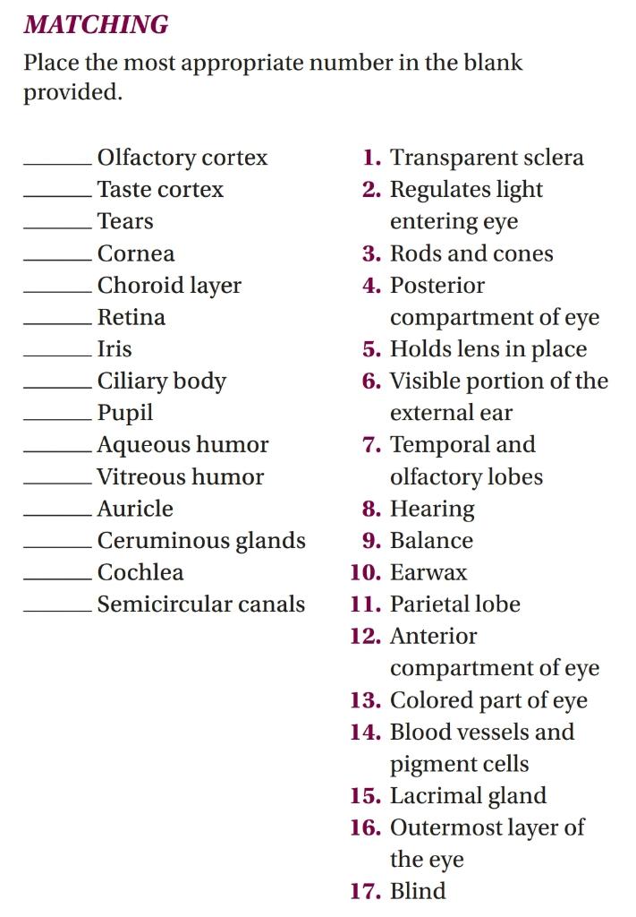 Matching Place The Most Appropriate Number In The Blank Provided Olfactory Cortex Taste Cortex Tears Cornea Choroid Lay 1