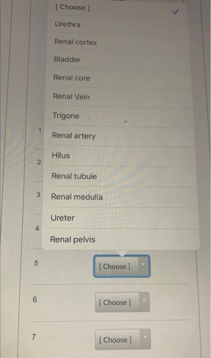 Question 2 Identify The Following Structures Unn Fig 14 6 2011 7 Y M 7 Pts 2 5 6 1 2 3 7 Choose Urethra Renal 2