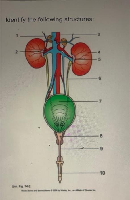 Identify The Following Structures 2 Unn Fig 14 2 Ed 2000 Of The Inc 7 10 8 S 10 1 2 3 4 5 Choose Left Kidney Lef 1