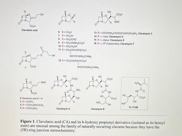 Could You Please Explain The Process How Clavanic Acid Produce From The Family Of Clavams 1