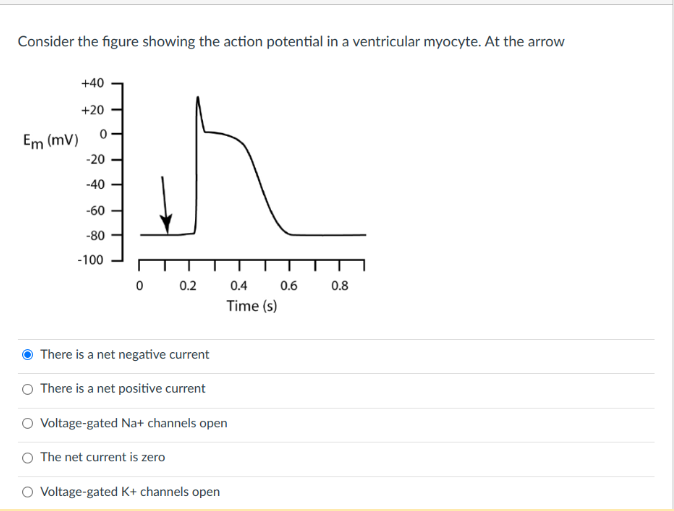 Consider The Figure Showing The Action Potential In A Ventricular Myocyte At The Arrow 40 20 Em Mv 0 8 0 4 0 6 Time 1