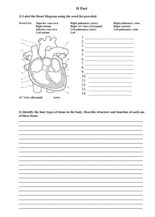 Ii Part 1 Label The Heart Diagram Using The Word List Provided Word List Superior Vena Cava Right Atrium Inferior Ven 1