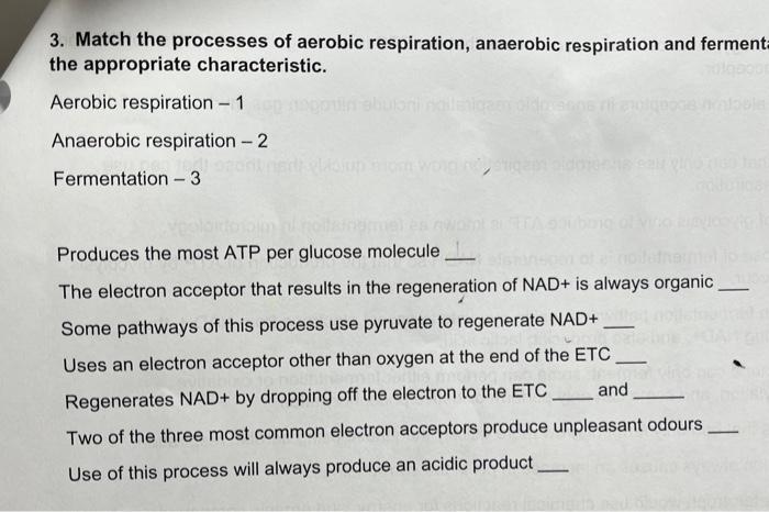 3 Match The Processes Of Aerobic Respiration Anaerobic Respiration And Ferment The Appropriate Characteristic Aerobi 1
