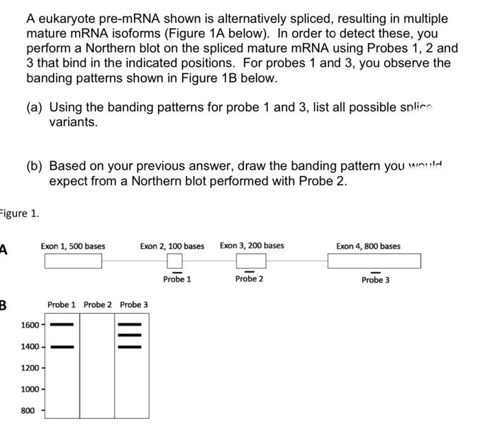 A Eukaryote Pre Mrna Shown Is Alternatively Spliced Resulting In Multiple Mature Mrna Isoforms Figure 1a Below In Or 1