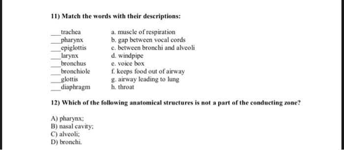 11 Match The Words With Their Descriptions Trachea A Muscle Of Respiration Pharynx Epiglottis Larynx Bronchus B Gap 1