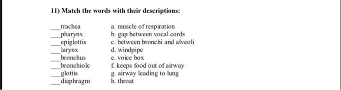 11 Match The Words With Their Descriptions Trachea A Muscle Of Respiration B Gap Between Vocal Cords Pharynx Epiglot 1