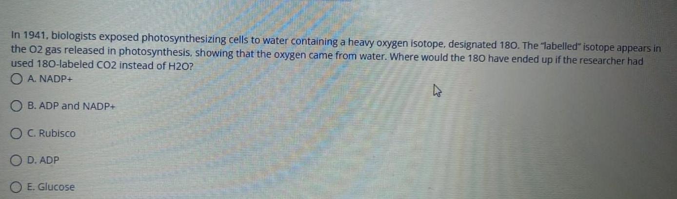 In 1941 Biologists Exposed Photosynthesizing Cells To Water Containing A Heavy Oxygen Isotope Designated 180 The Lab 1