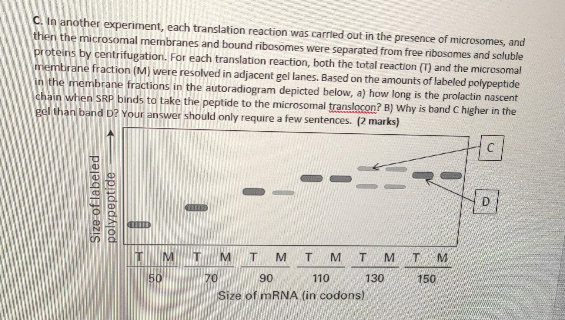 The Fact That The Processes Of Translation Can Be Reproduced In Vitro Allows Researchers To Design Experiments That Will 4