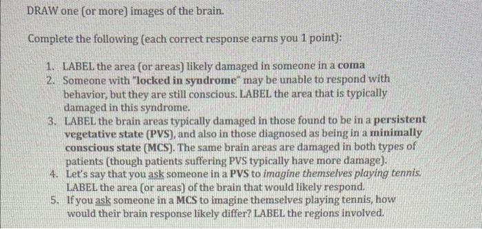 Draw One Or More Images Of The Brain Complete The Following Each Correct Response Earns You 1 Point 1 Label The A 1