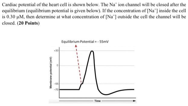 Cardiac Potential Of The Heart Cell Is Shown Below The Nation Channel Will Be Closed After The Equilibrium Equilibrium 1