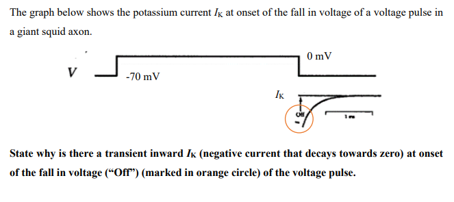 The Graph Below Shows The Potassium Current Ik At Onset Of The Fall In Voltage Of A Voltage Pulse In A Giant Squid Axon 1