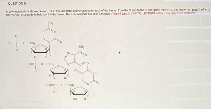 Questions A Polynucleotide Is Shown Below Fill In The One Letter Abbreviations For Each Of The Bases From The End To 1