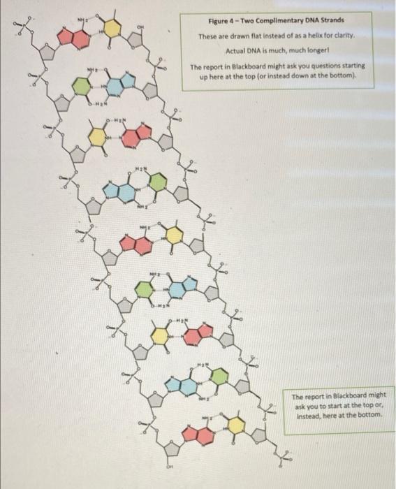 Question 9 Answer This Question Based On The Dna Strands Pair Shown In Figure 4 Of This Week S Handout Starting At The 2