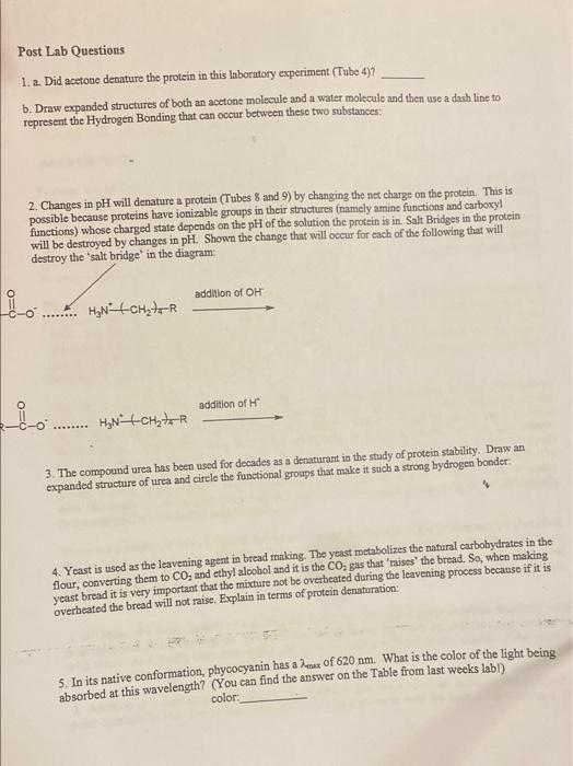 Post Lab Questions 1 2 Did Acetone Denature The Protein In This Laboratory Experiment Tube 437 B Draw Expanded Struc 1