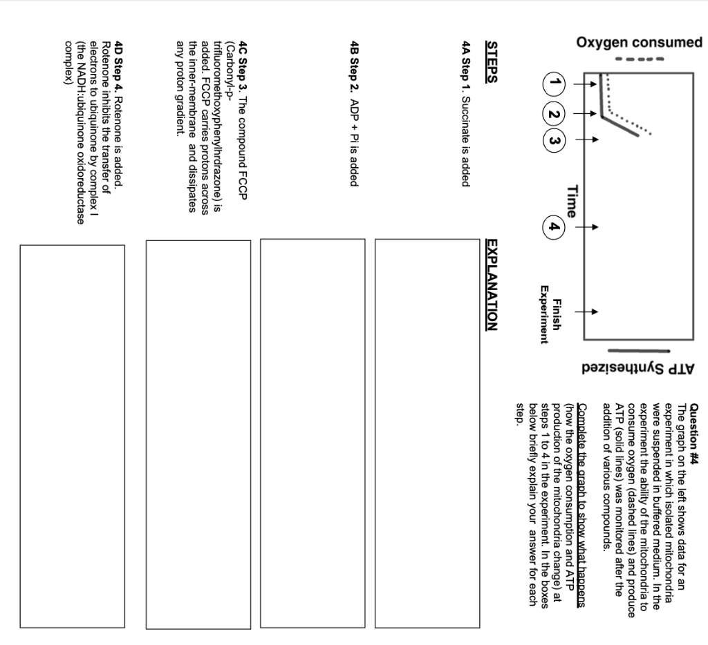 Oxygen Consumed Time 1 2 3 Steps 4a Step 1 Succinate Is Added 4b Step 2 Adp Pi Is Added 4c Step 3 The Compoun 1