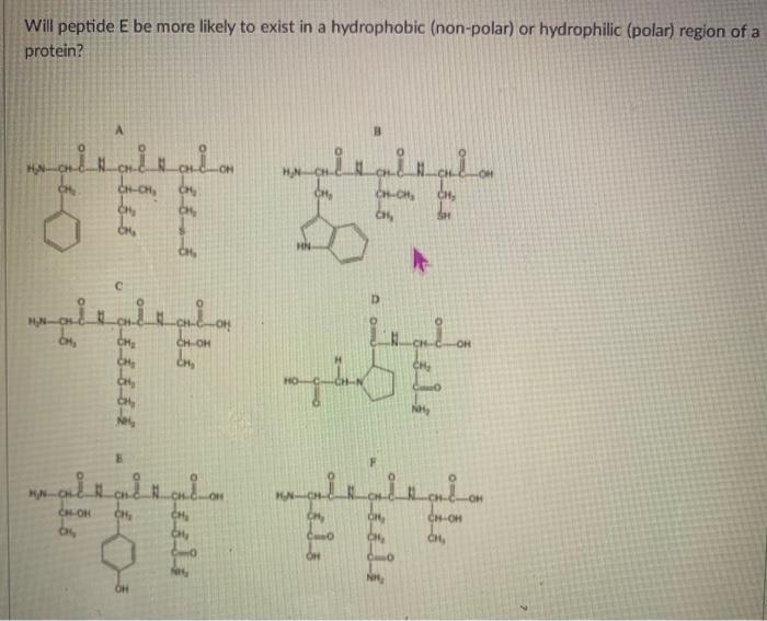 Will Peptide E Be More Likely To Exist In A Hydrophobic Non Polar Or Hydrophilic Polar Region Of A Protein A Hollo 1