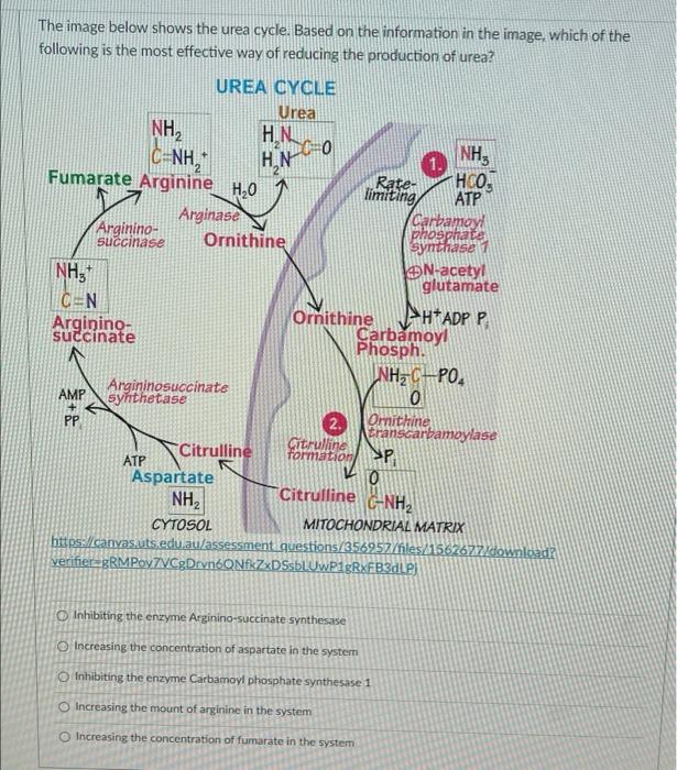 The Image Below Shows The Urea Cycle Based On The Information In The Image Which Of The Following Is The Most Effectiv 1