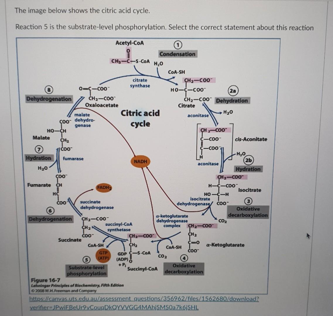 The Image Below Shows The Citric Acid Cycle Reaction 5 Is The Substrate Level Phosphorylation Select The Correct State 1