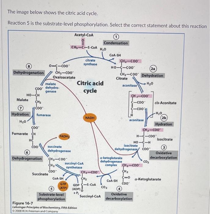 The Image Below Shows The Citric Acid Cycle Reaction 5 Is The Substrate Level Phosphorylation Select The Correct State 1