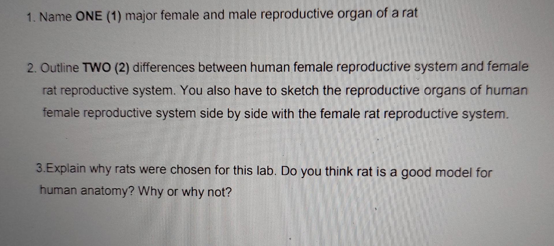 1 Name One 1 Major Female And Male Reproductive Organ Of A Rat 2 Outline Two 2 Differences Between Human Female Re 1