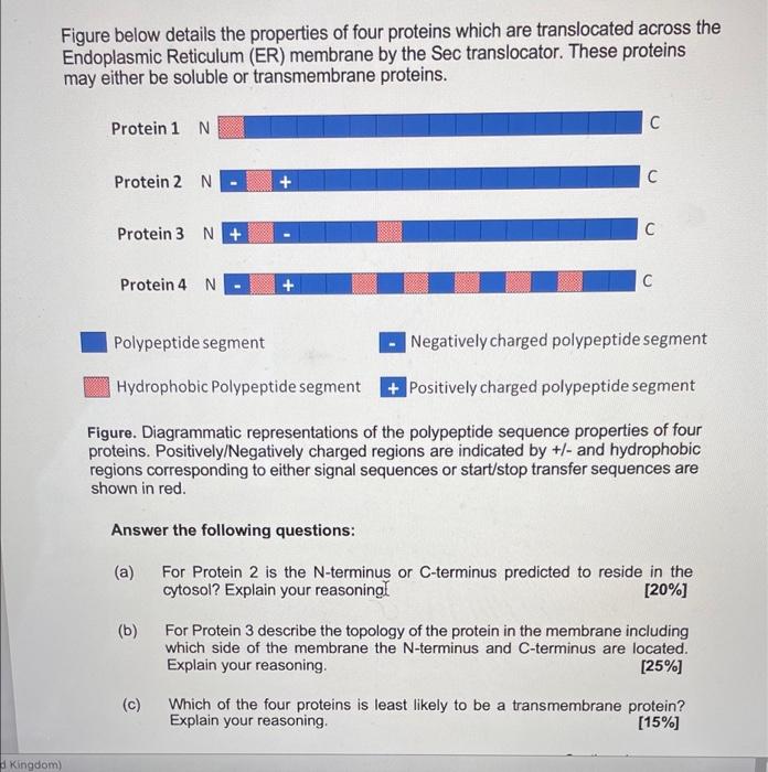 Figure Below Details The Properties Of Four Proteins Which Are Translocated Across The Endoplasmic Reticulum Er Membra 1
