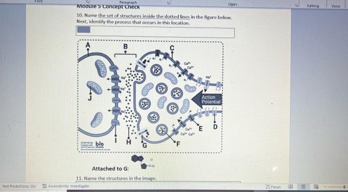 Ford Test Predictions On Paragraph E Styles Modules Concept Check 10 Name The Set Of Structures Inside The Dotted Lines 1