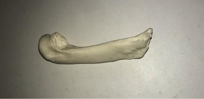 Describe The Structure Of An Extint Small Erectiscus Tonnii Humerus Wing Bone And Label 1
