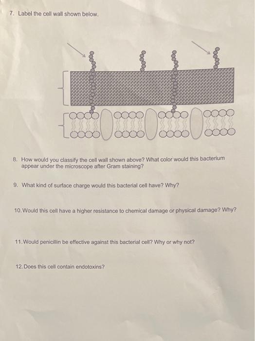 7 Label The Cell Wall Shown Below Oooo Hoooo 0000 Oxxo 0000 Oooo 8 How Would You Classify The Cell Wall Shown Ab 1