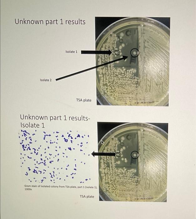 Unknown Part 1 Results Isolate 1 Isolate 2 Tsa Plate Unknown Part 1 Results Isolate 1 Gram Stain Of Isolated Colony Fro 2