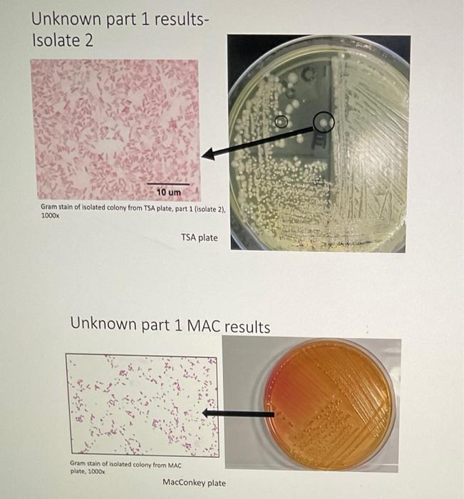 Unknown Part 1 Results Isolate 1 Isolate 2 Tsa Plate Unknown Part 1 Results Isolate 1 Gram Stain Of Isolated Colony Fro 3