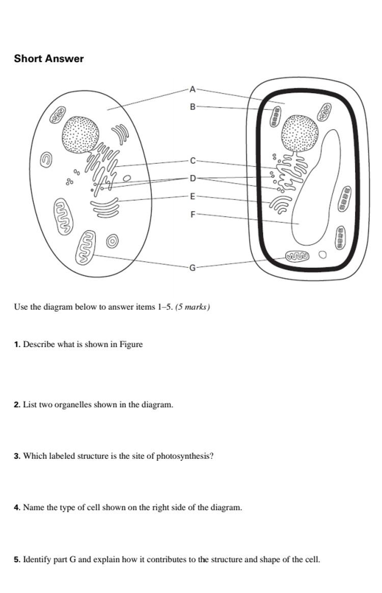 Short Answer A B C D E F Use The Diagram Below To Answer Items 1 5 5 Marks 1 Describe What Is Shown In Figure 2 Lis 1