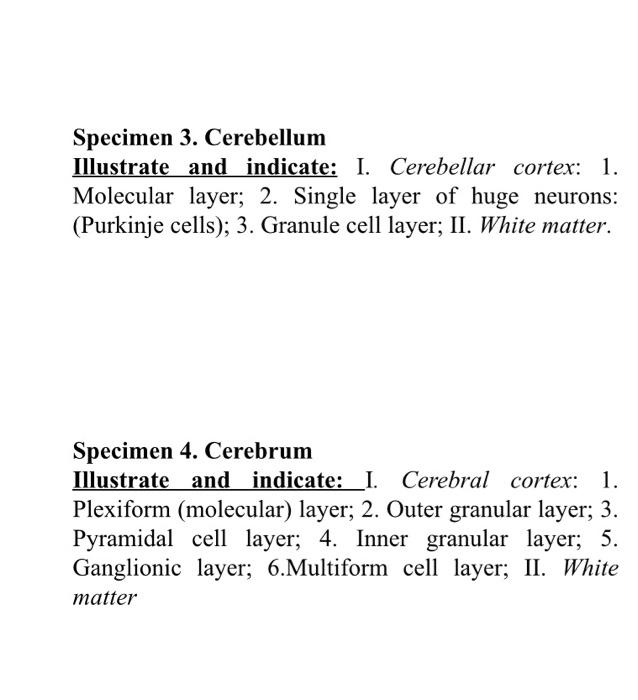 Specimen 3 Cerebellum Illustrate And Indicate I Cerebellar Cortex 1 Molecular Layer 2 Single Layer Of Huge Neuron 1