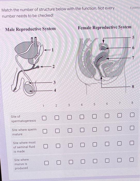 Match The Number Of Structure Below With The Function Not Every Number Needs To Be Checked Male Reproductive System 2 1
